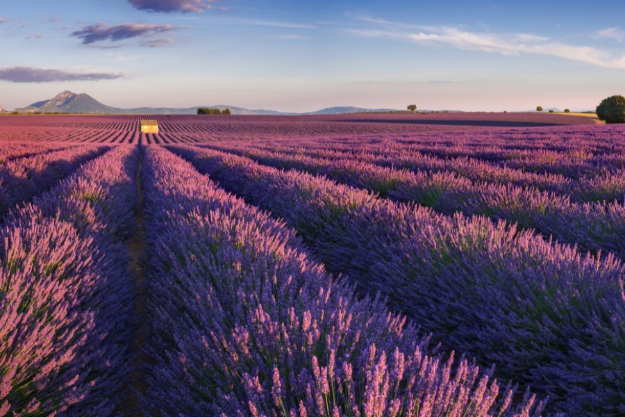 Plateau de Valensole